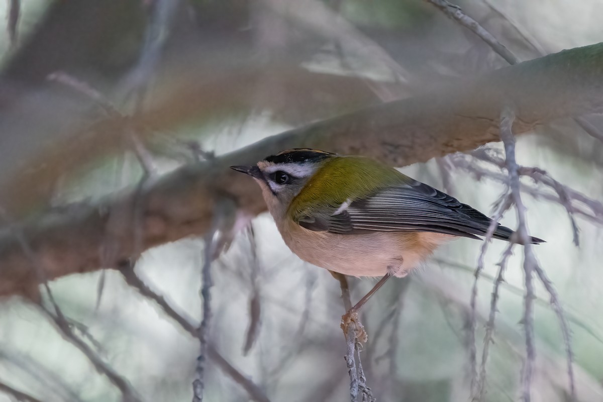 Common Firecrest - Ana Amaral