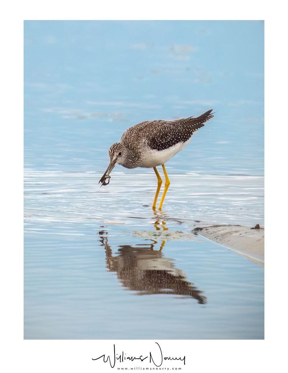 Greater Yellowlegs - Isabelle Fortin-Rondeau