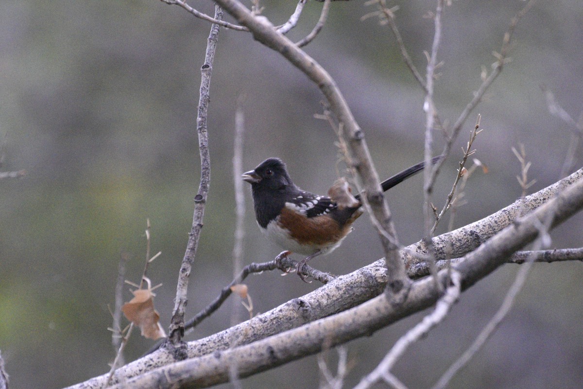 Spotted Towhee - ML487808031