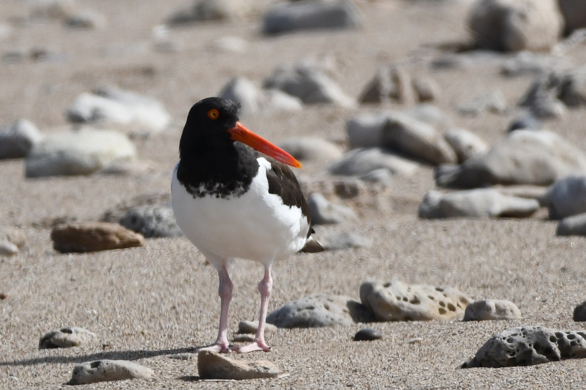 American Oystercatcher - ML487808371