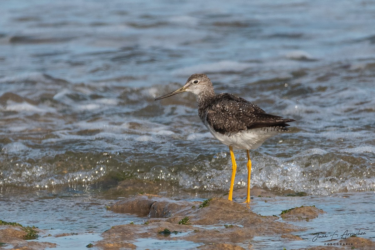 Greater Yellowlegs - ML487808381