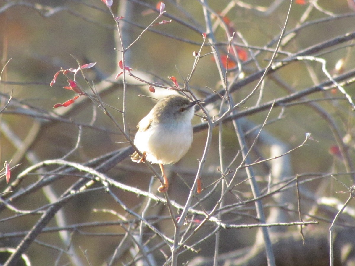 Prinia de Hodgson - ML48780851