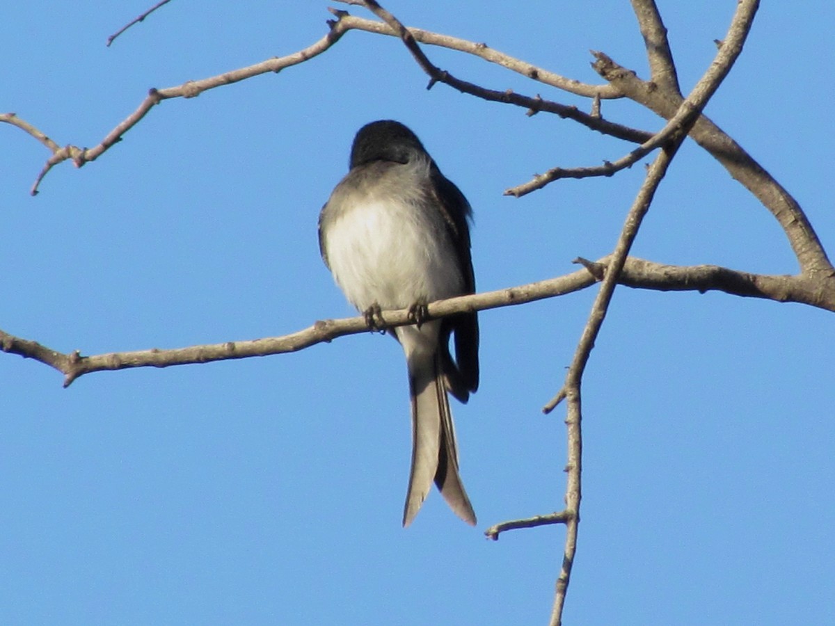 Ak Karınlı Drongo - ML48781251