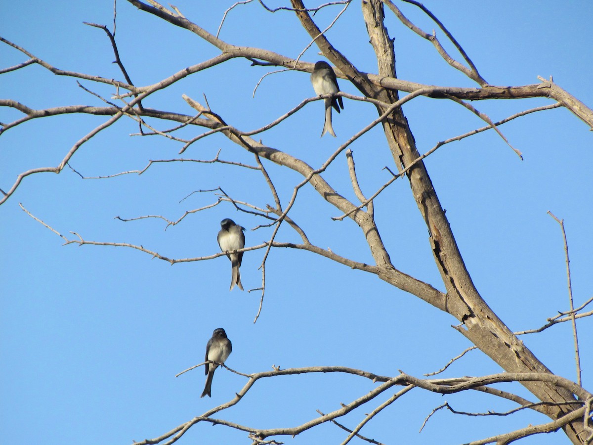 Ak Karınlı Drongo - ML48781301