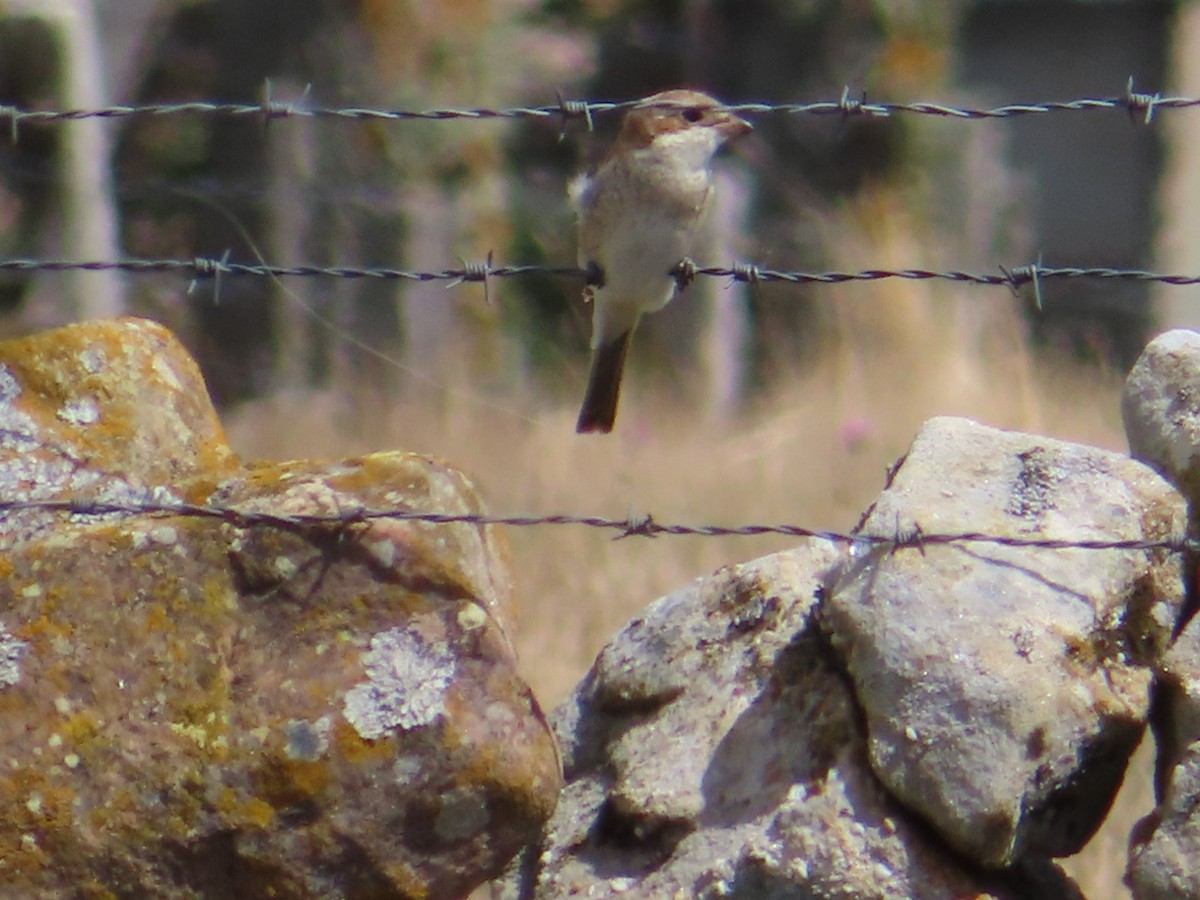 Red-backed Shrike - ML487814051