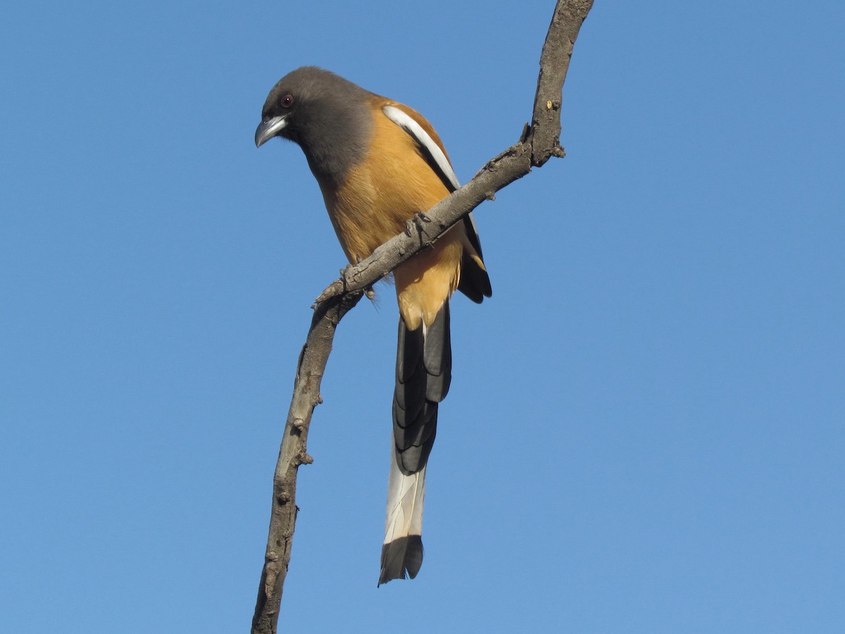 Rufous Treepie - ML48781421