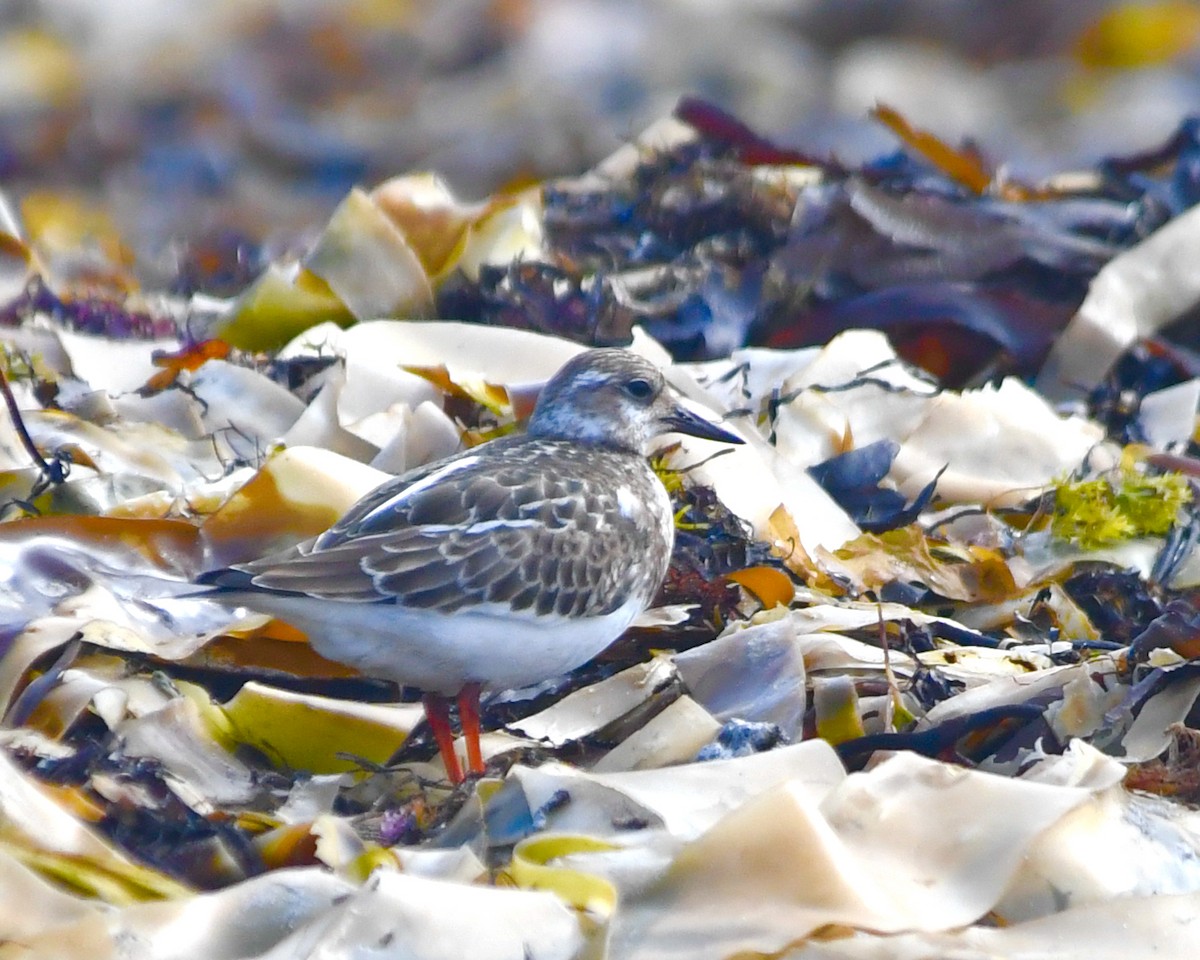 Ruddy Turnstone - ML487814341