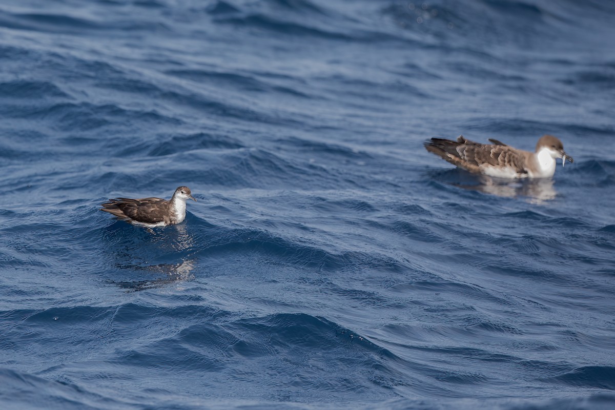 Audubon's Shearwater - Steve Kelling