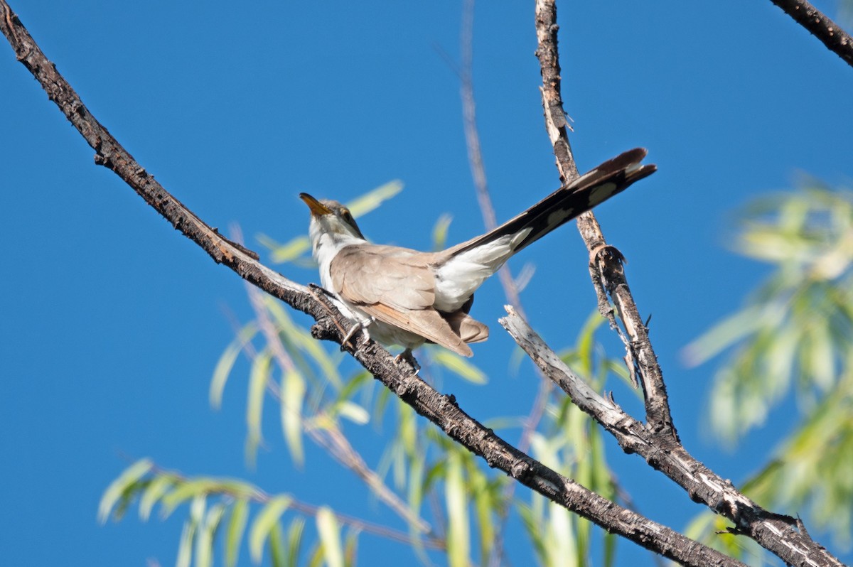 Yellow-billed Cuckoo - ML487817091