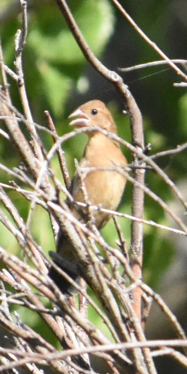 Blue Grosbeak - ML487817441