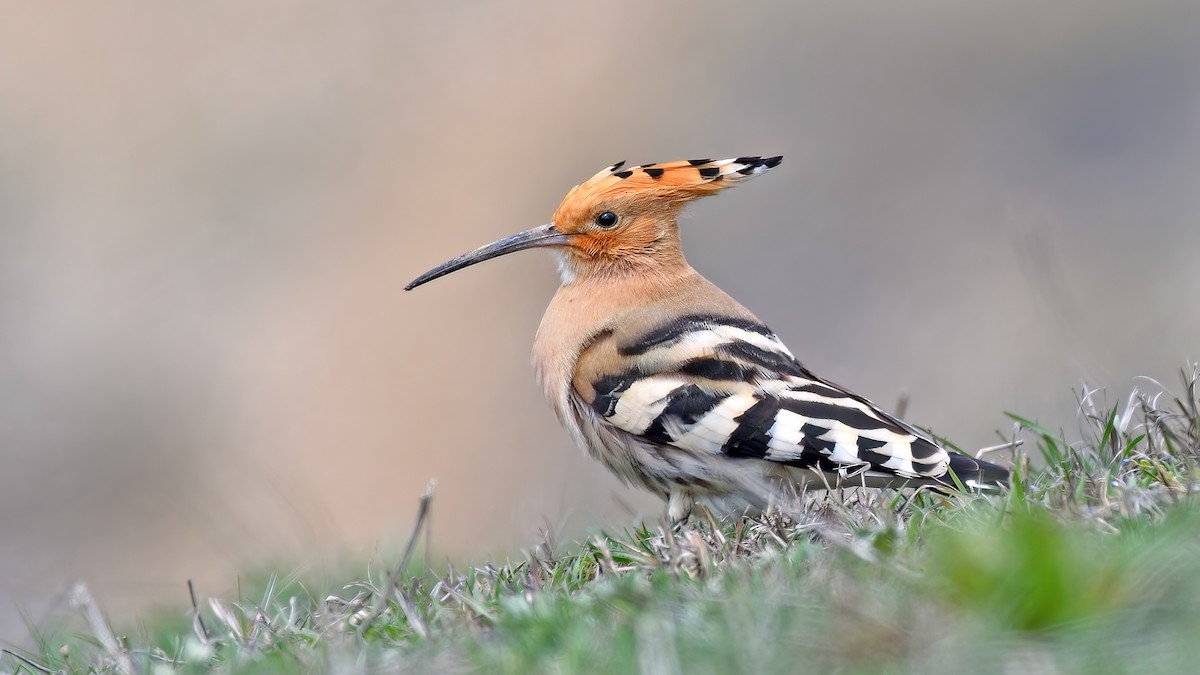 Eurasian Hoopoe (Eurasian) - ML487818401