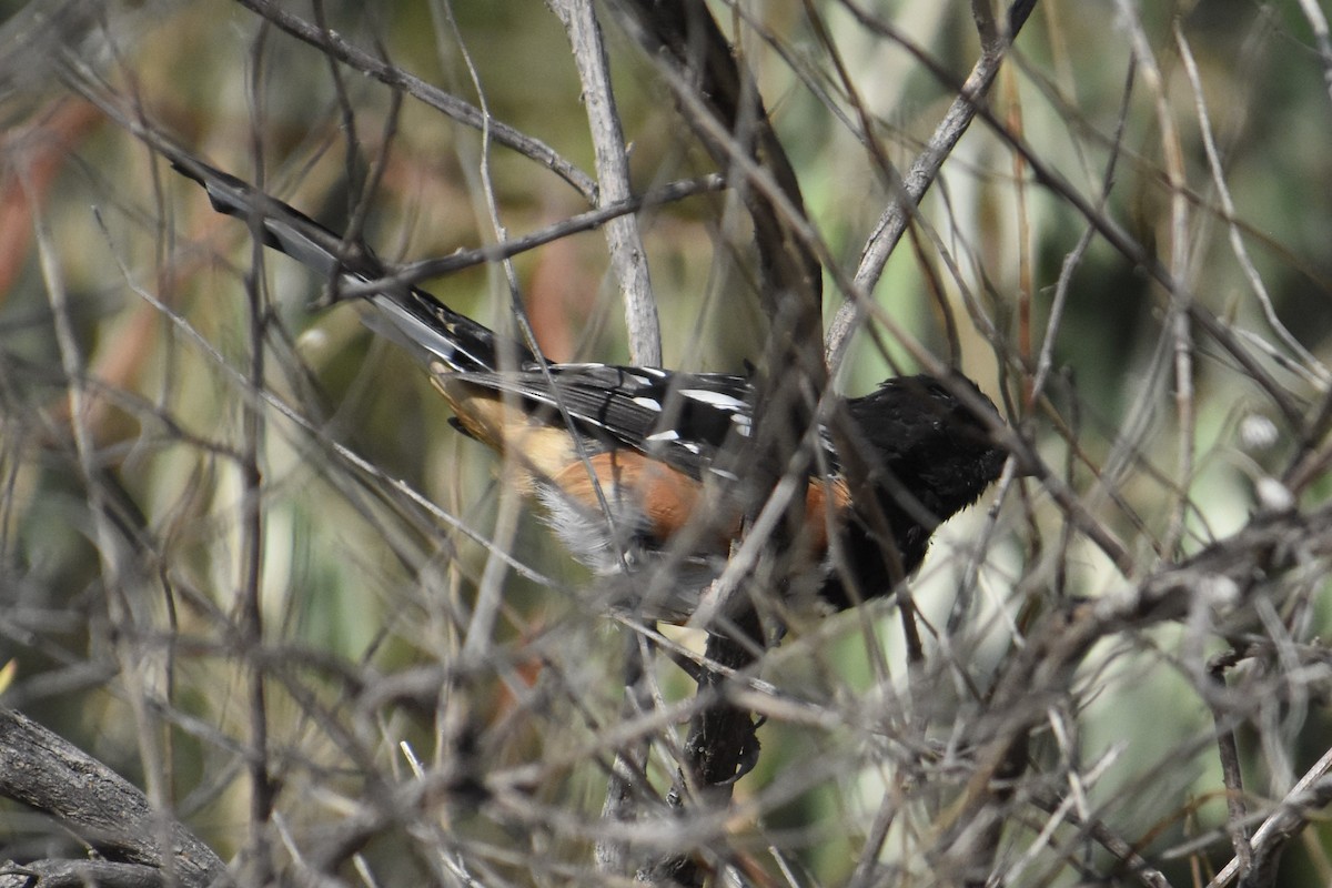 Spotted Towhee - ML487819161