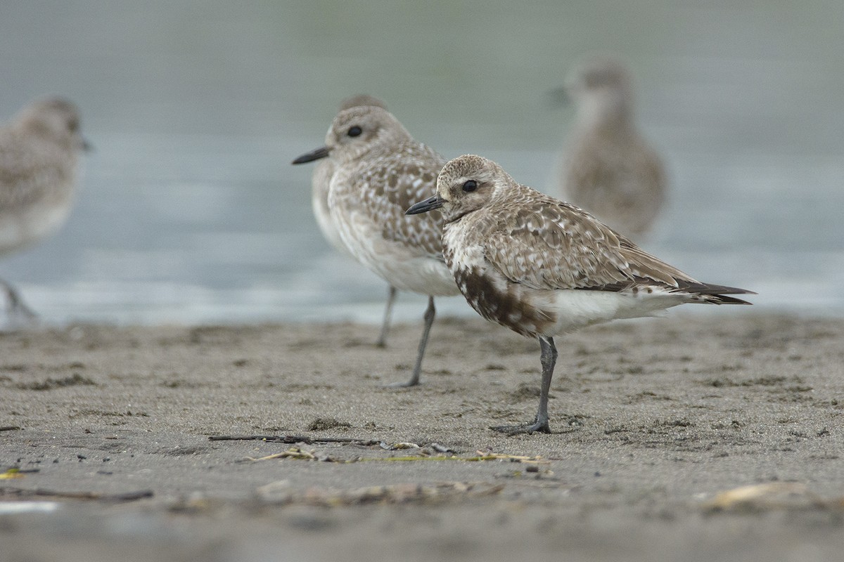 灰斑鴴 - ML487820431