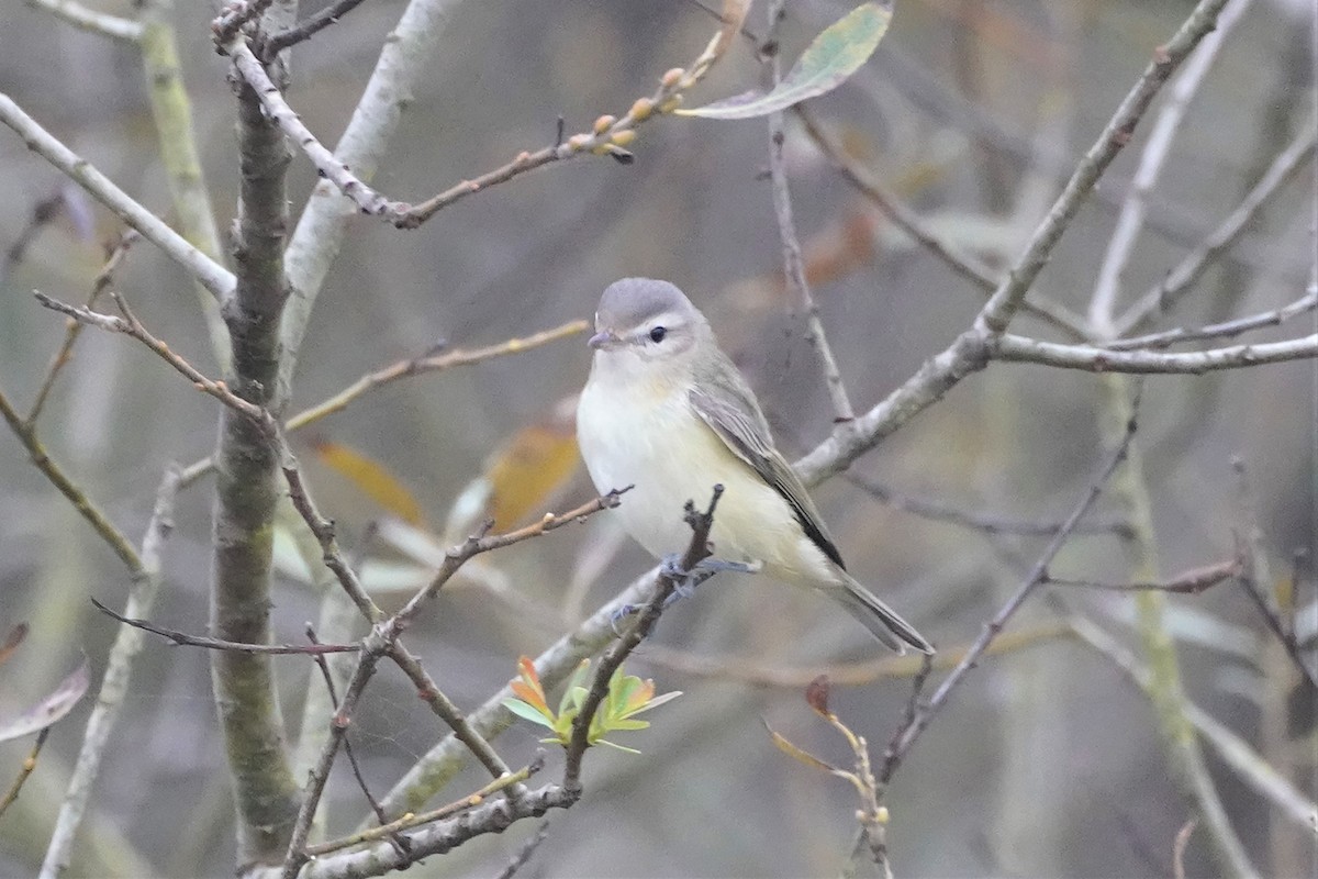 Warbling Vireo - ML487821831