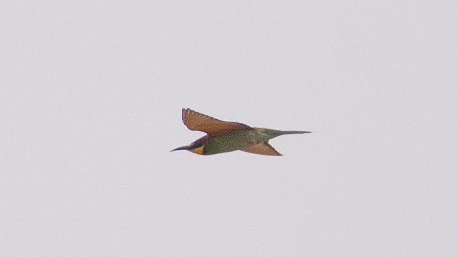 European Bee-eater - ML487822741