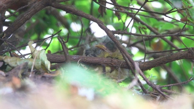 Lesser Goldfinch - ML487823641