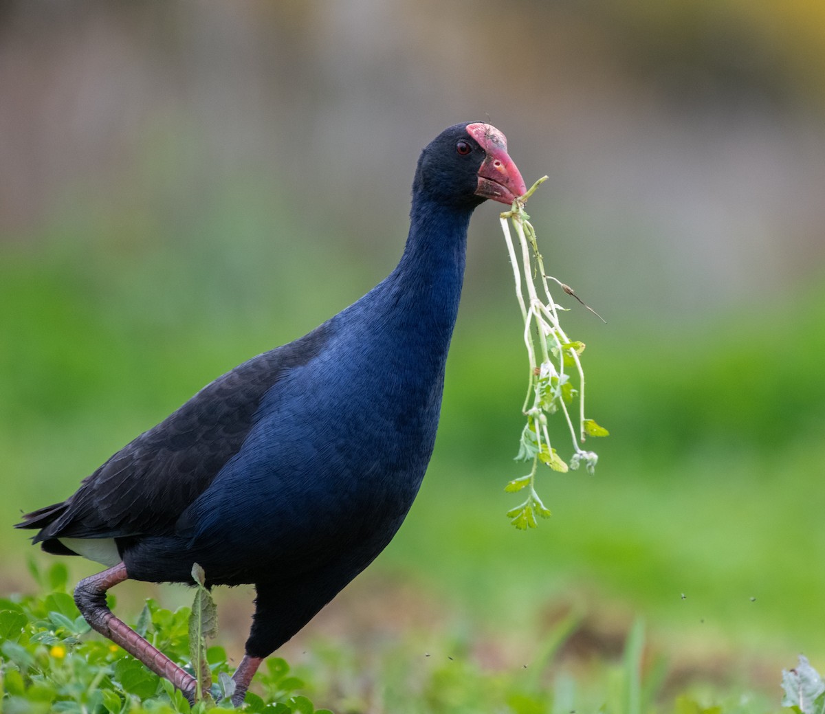 Australasian Swamphen - ML487824081