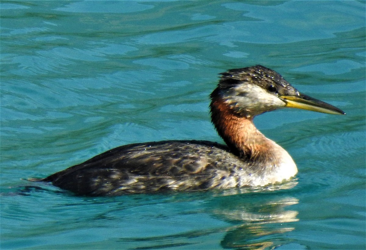 Red-necked Grebe - ML487824221