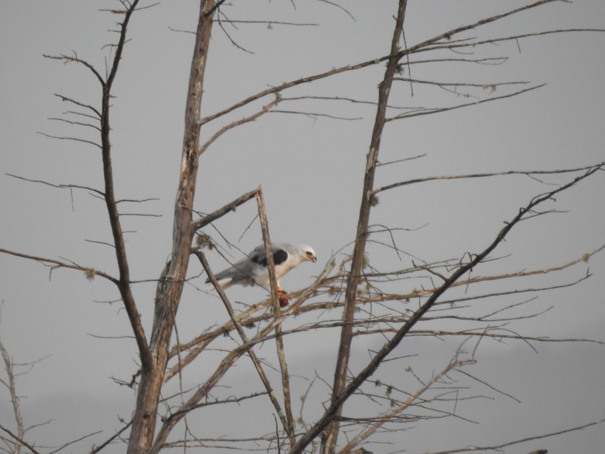 White-tailed Kite - ML487825061
