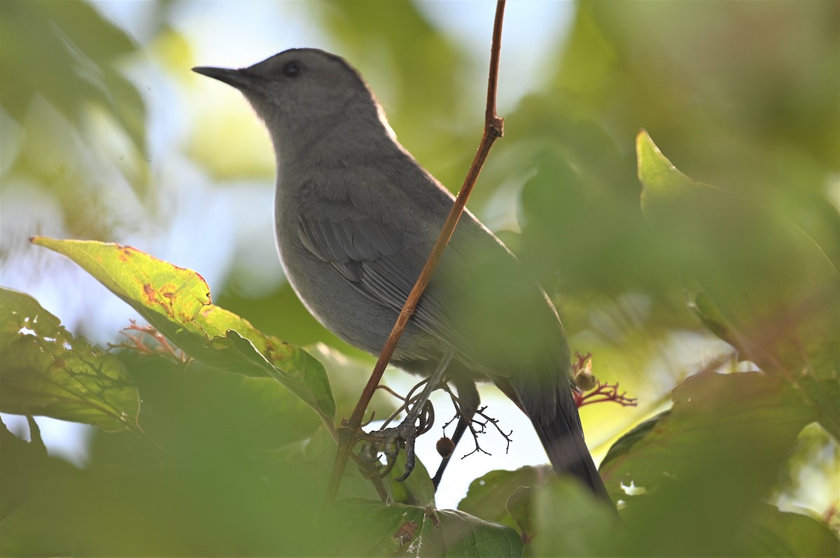 Gray Catbird - ML487825551