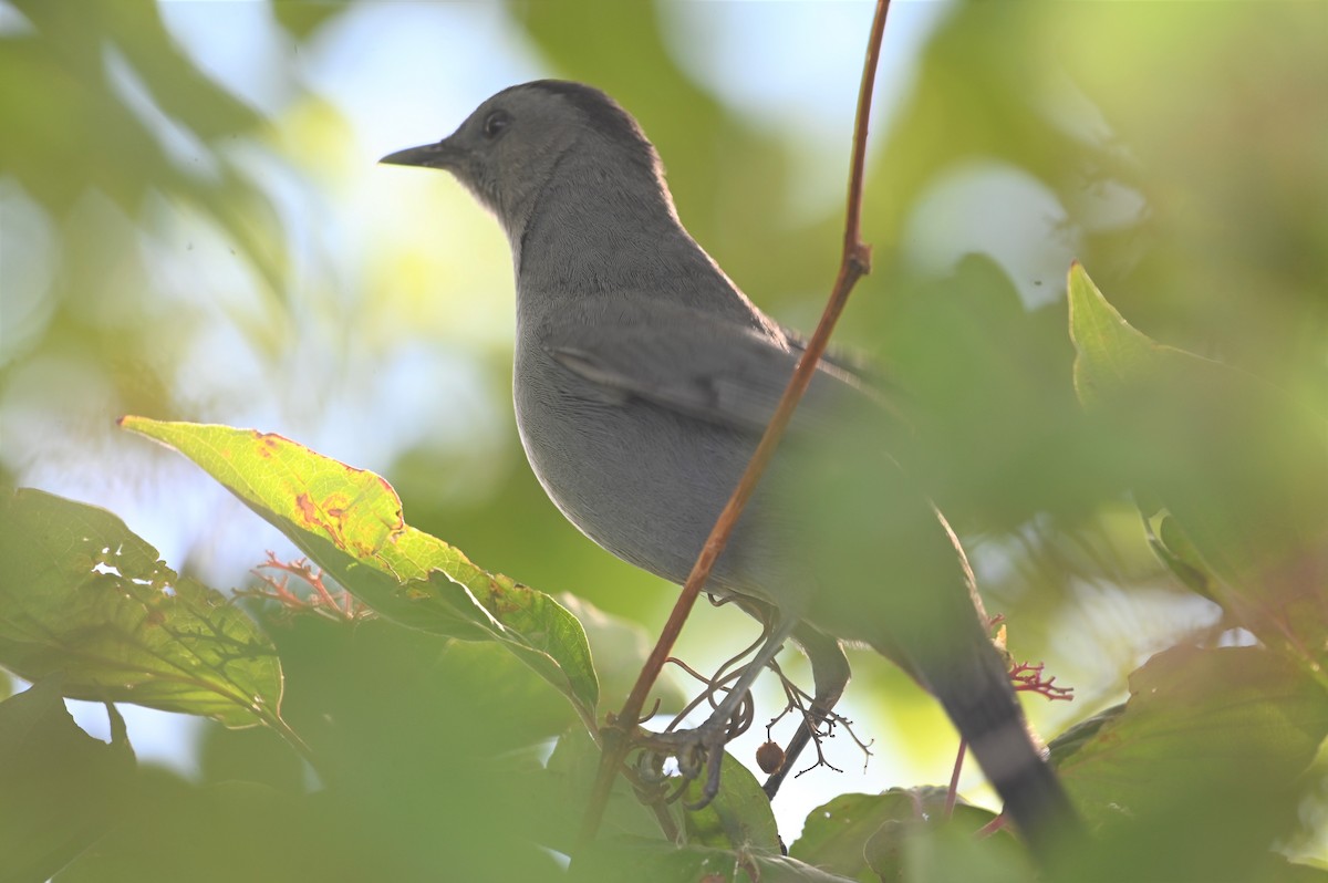 Gray Catbird - ML487825561