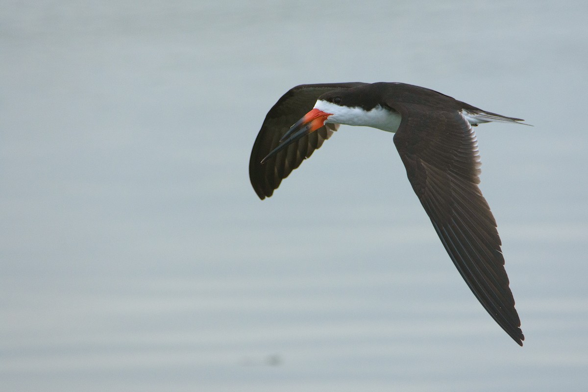 Black Skimmer - ML487825591