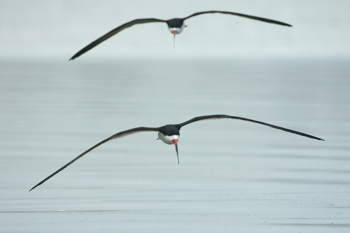 Black Skimmer - ML487825601