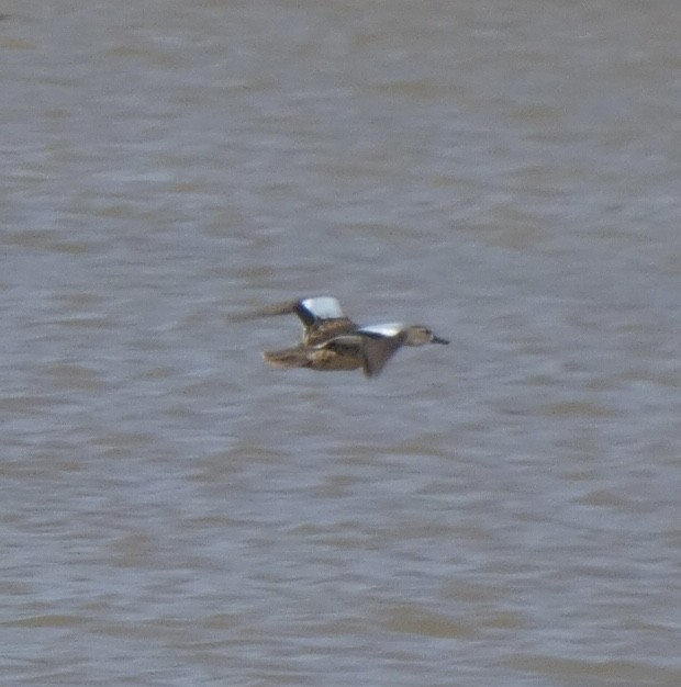 Blue-winged Teal - ML487826011