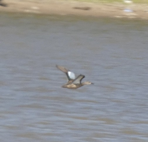 Blue-winged Teal - ML487826021