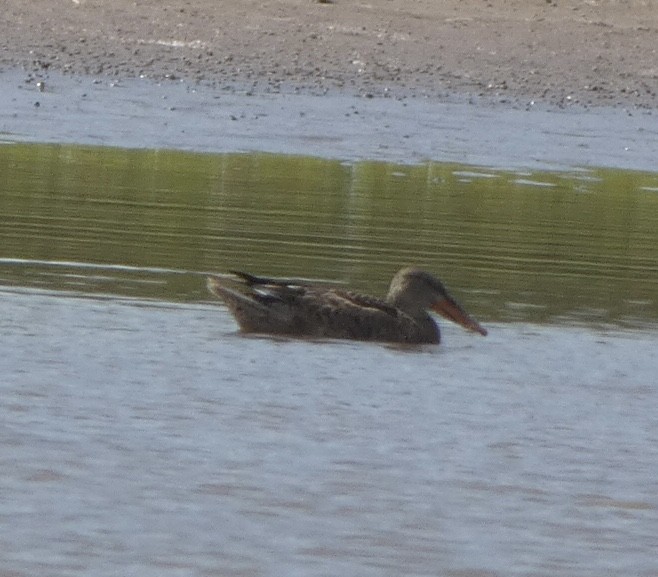 Northern Shoveler - ML487826111