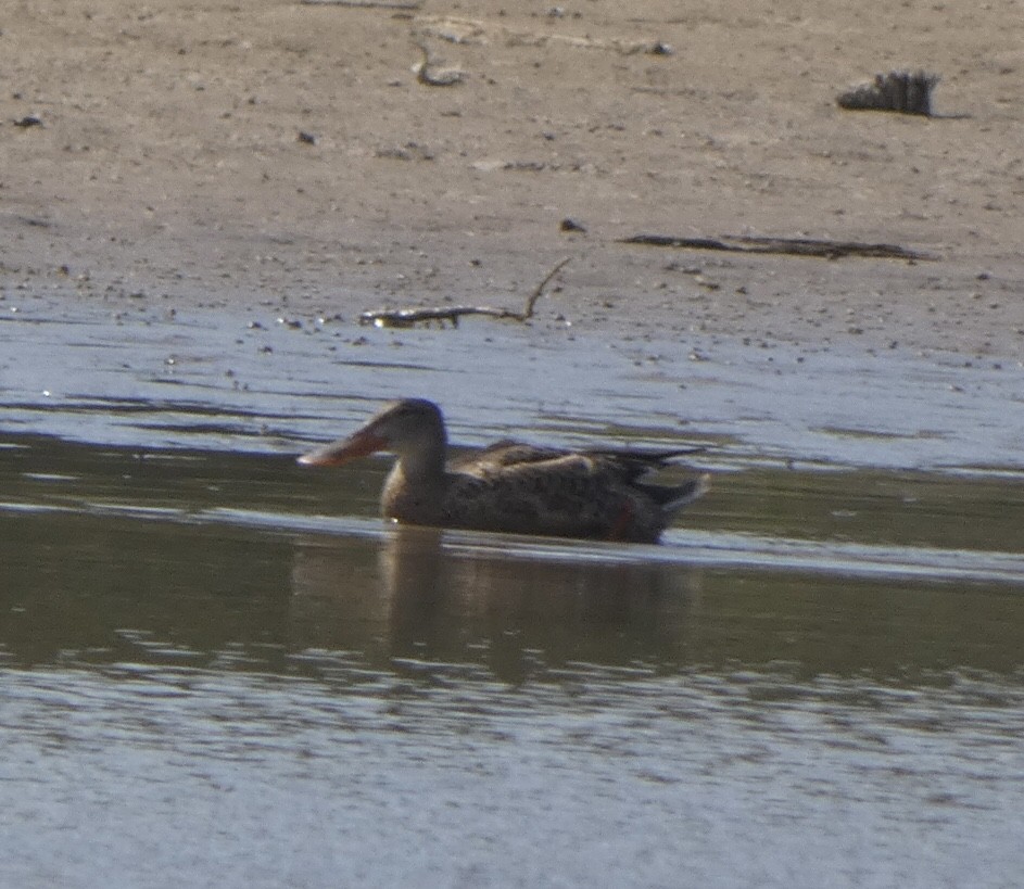 Northern Shoveler - ML487826121