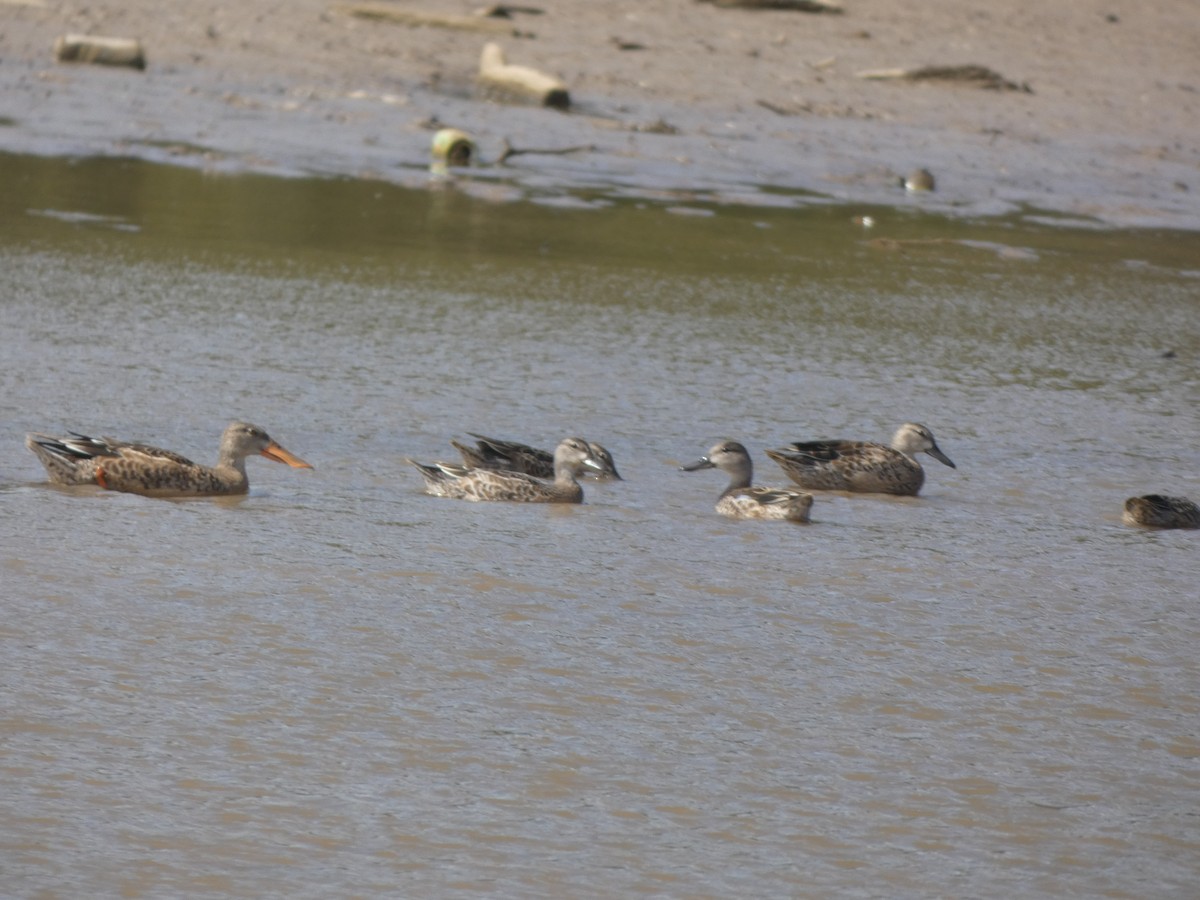 Northern Shoveler - ML487826131