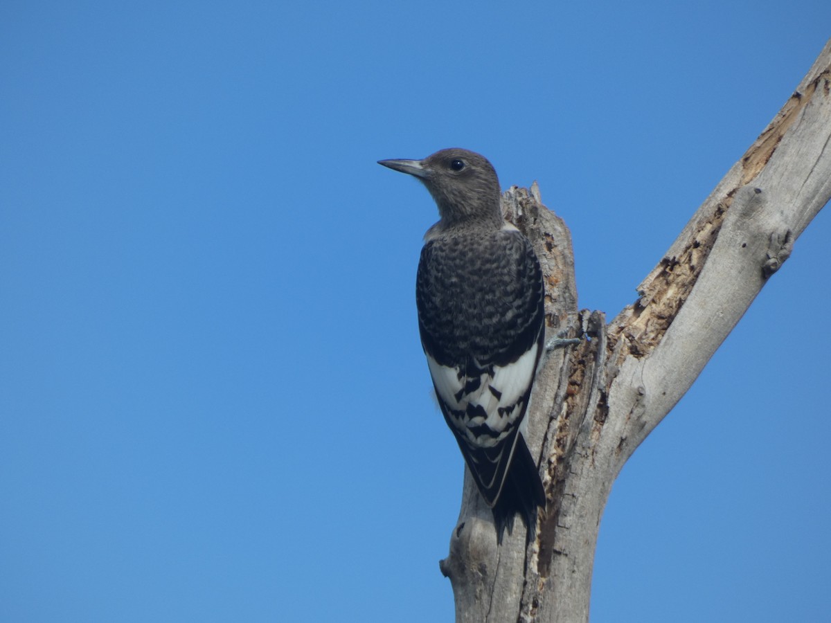 Red-headed Woodpecker - ML487826531