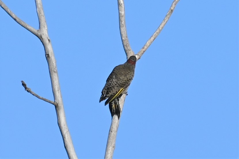 Northern Flicker - ML487826641