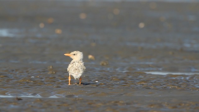 tern sp. - ML487827