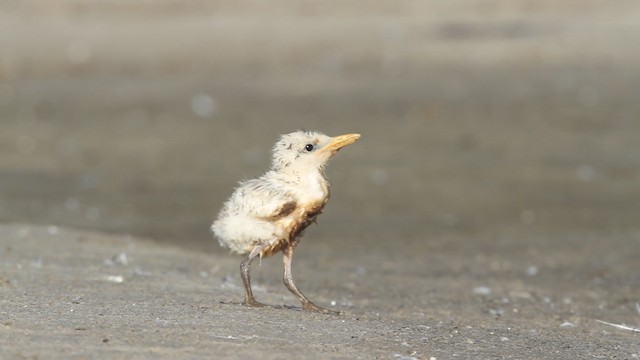 tern sp. - ML487828