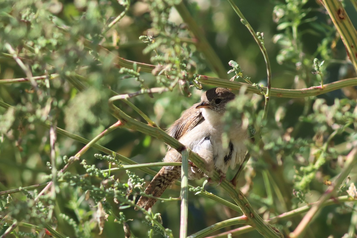 House Wren - ML487829231