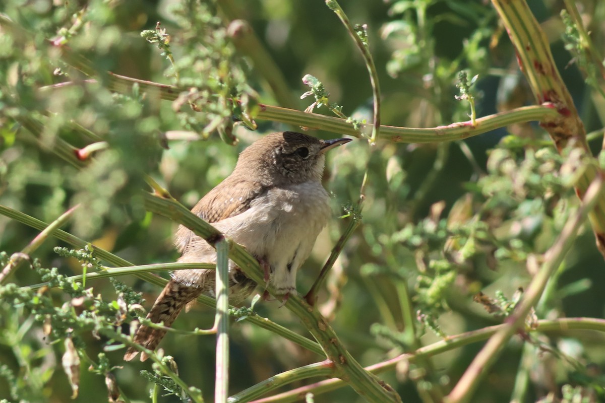 House Wren - ML487829241