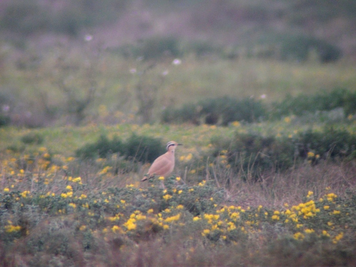 Cream-colored Courser - Guillaume Réthoré