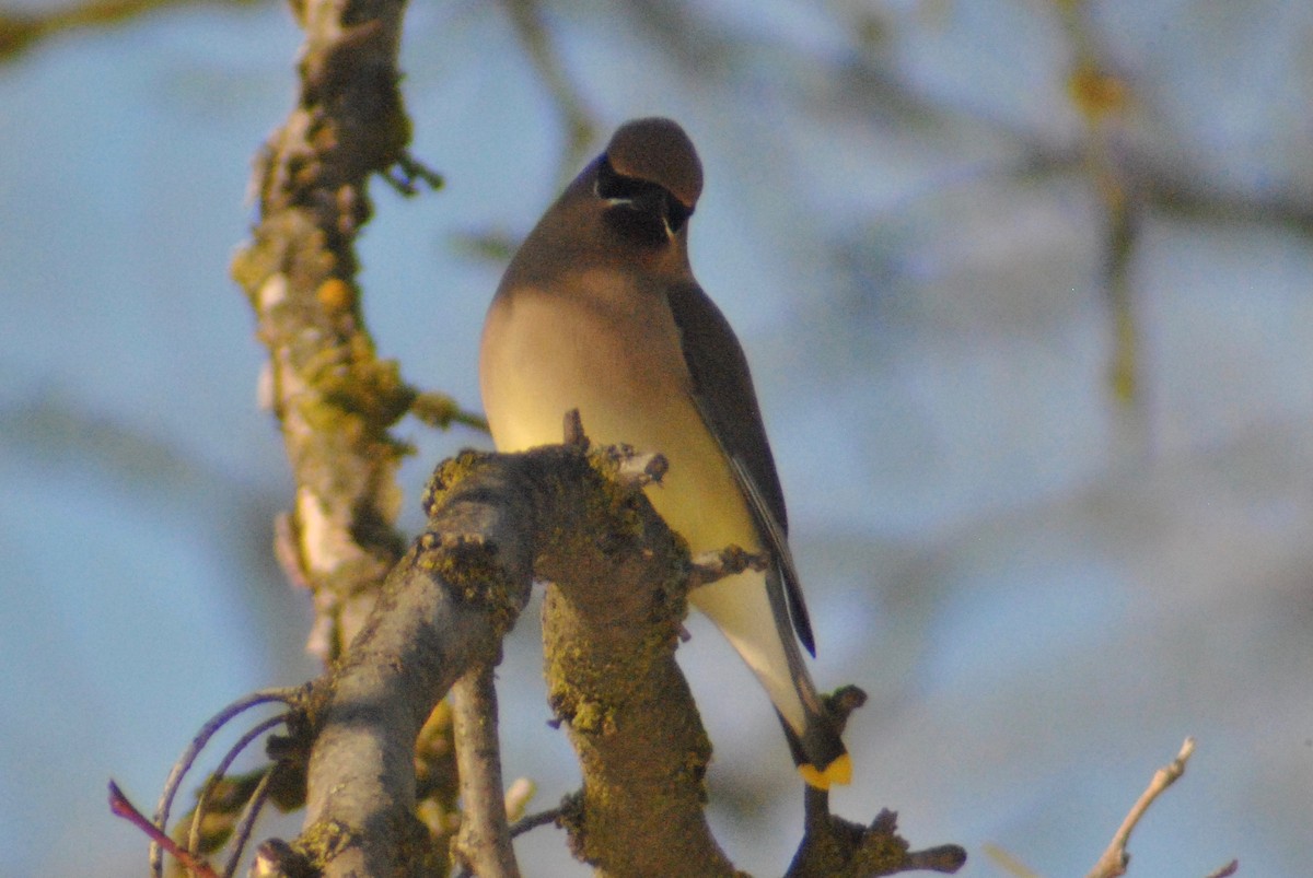 Cedar Waxwing - ML48782991