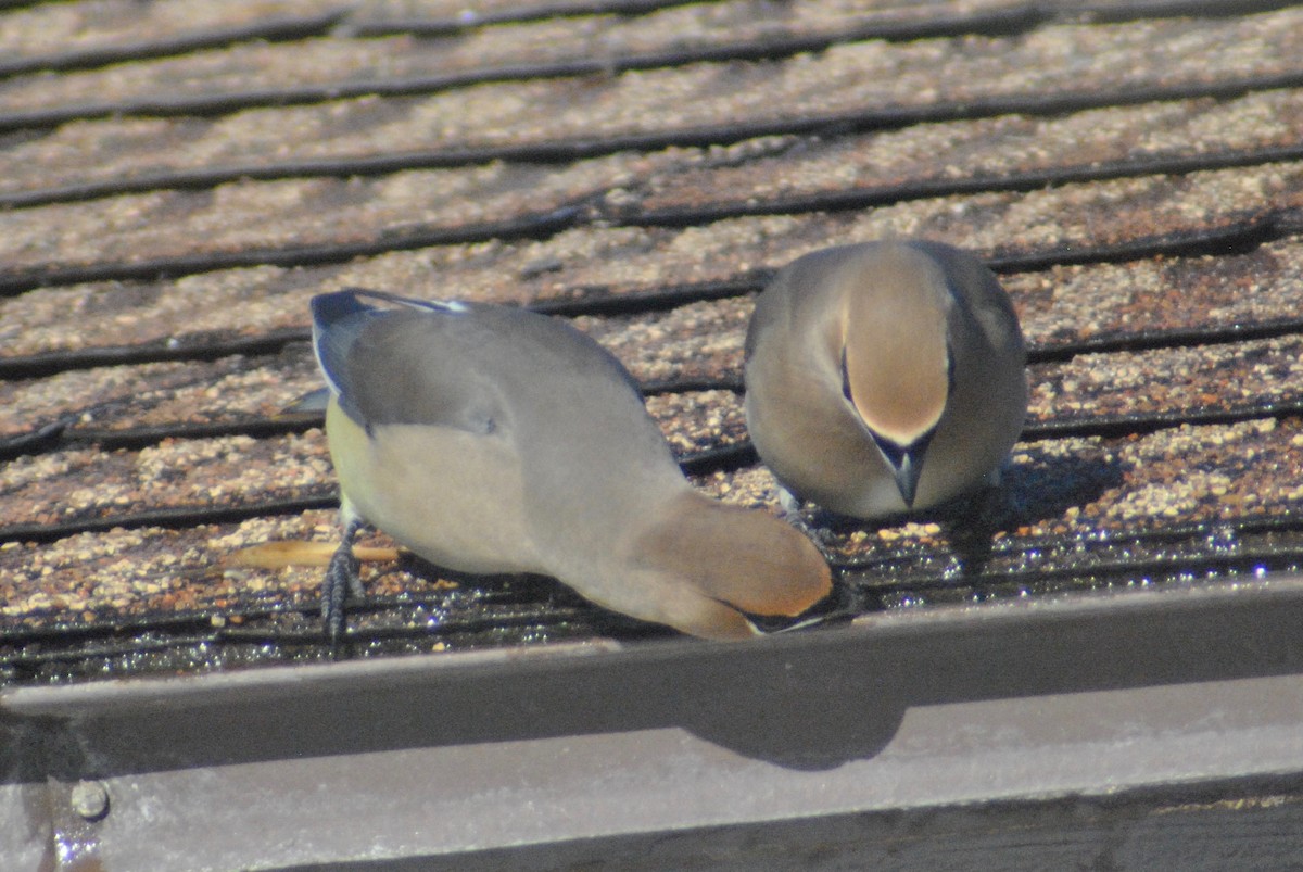 Cedar Waxwing - ML48783021