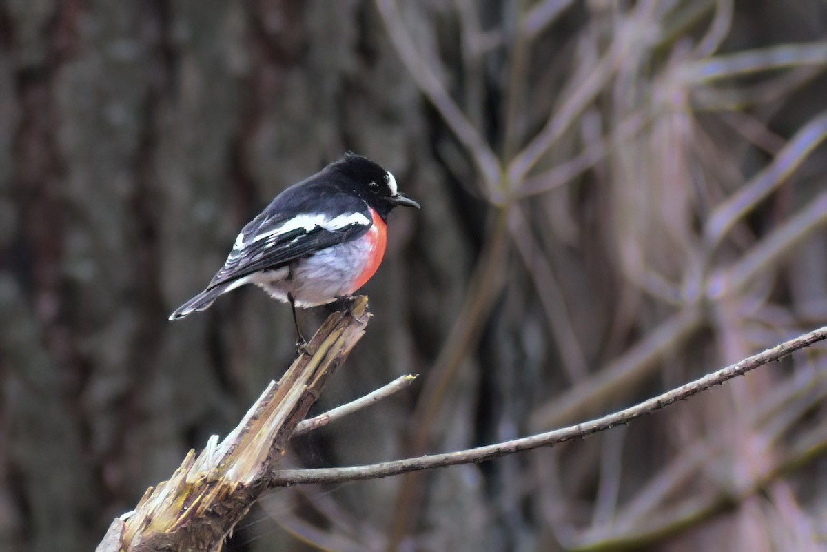 Scarlet Robin - Ken Tay