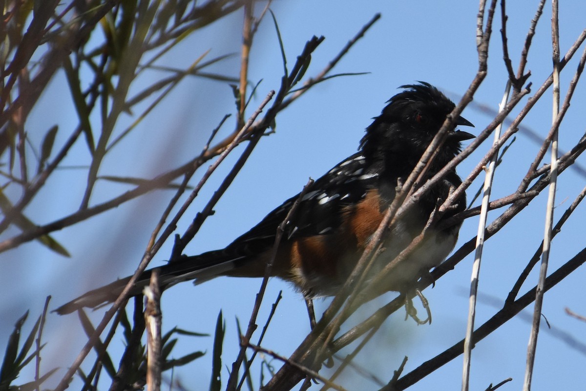 Spotted Towhee - ML487831511