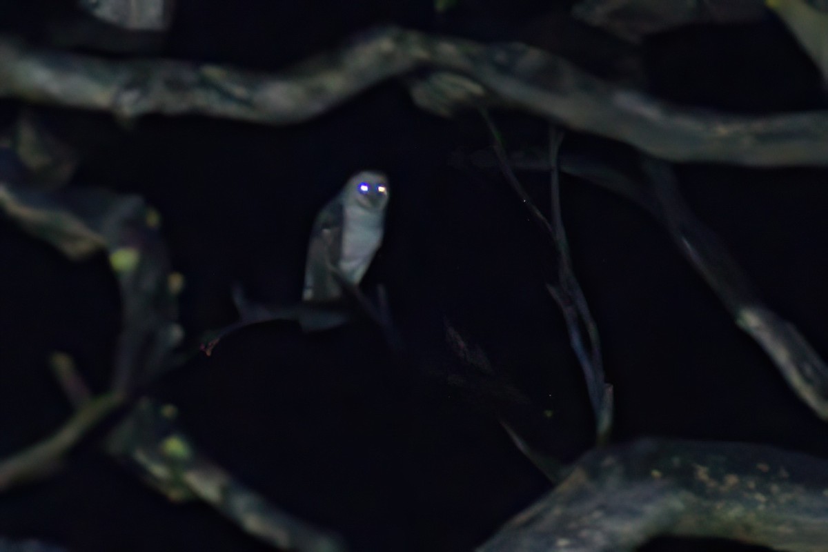 Australian Masked-Owl - Ken Tay