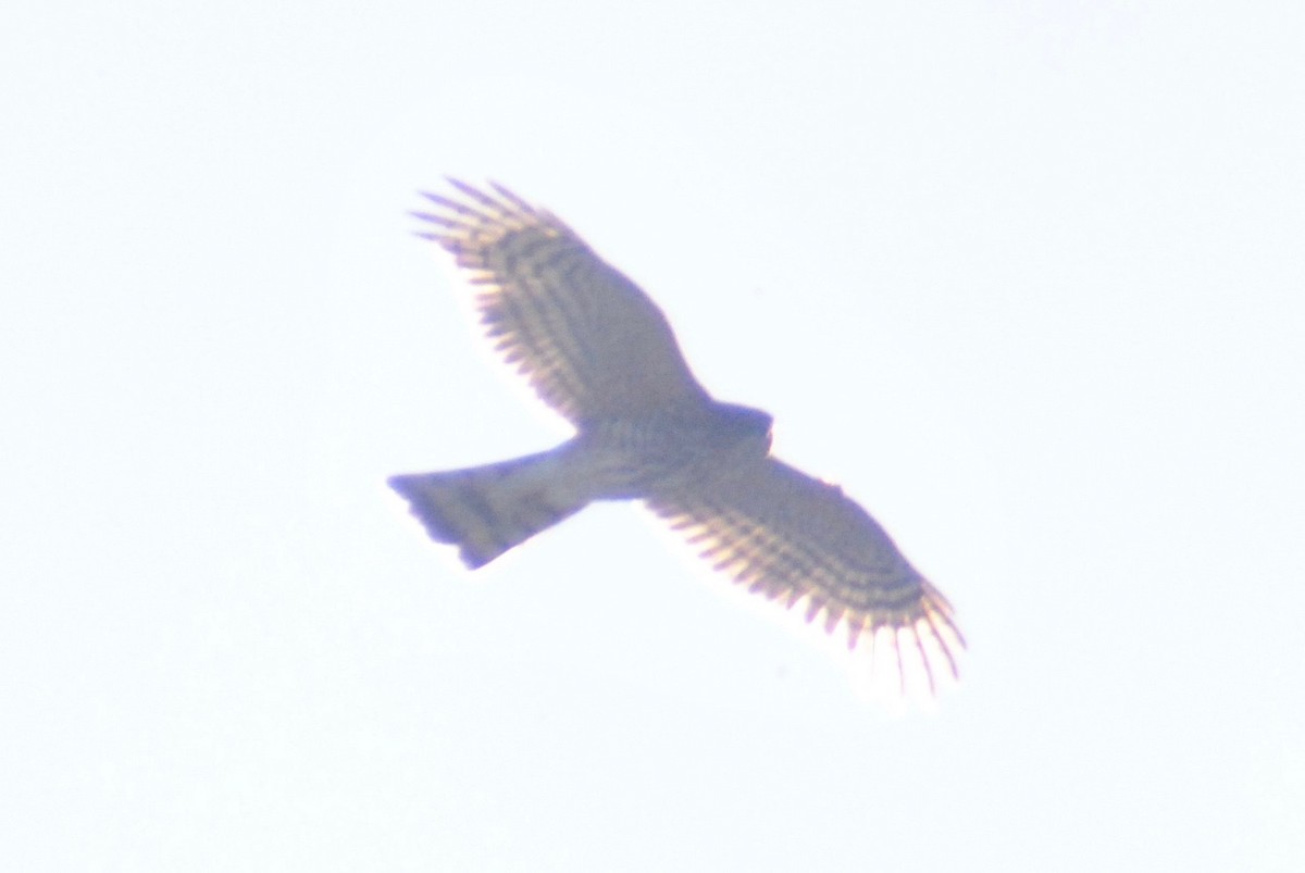 Sharp-shinned Hawk (Northern) - ML48783241