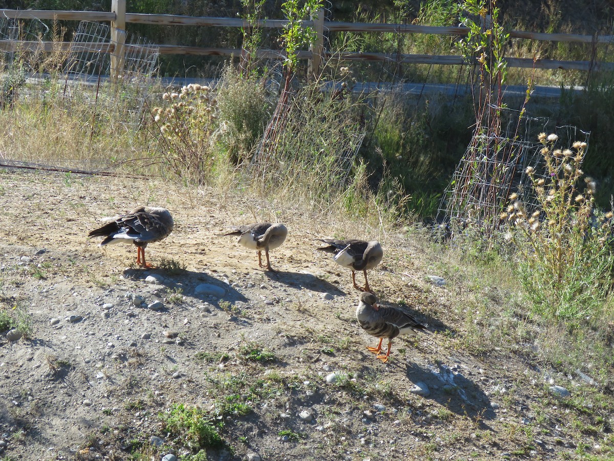 Greater White-fronted Goose - ML487834471