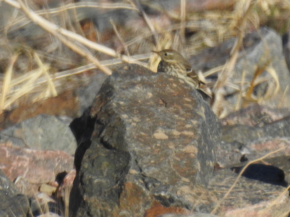 American Pipit - ML48783481