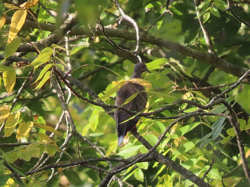 Mourning Dove - Tracy The Birder