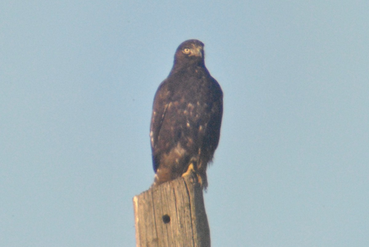 Red-tailed Hawk (calurus/alascensis) - Sean Cozart