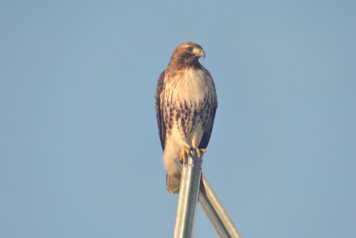 Red-tailed Hawk (calurus/alascensis) - Sean Cozart
